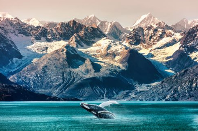 Wildlife Spotting & Tundra Safaris